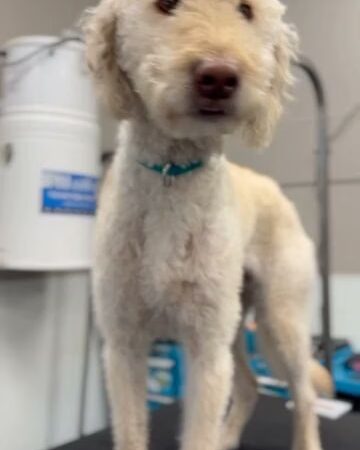 The Sudsy Puppy - Severna Park, MD