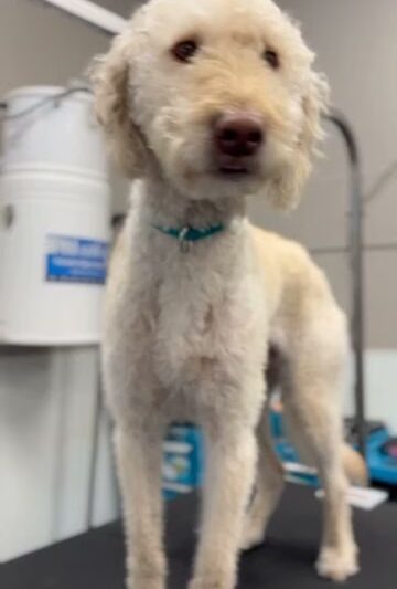 The Sudsy Puppy - Severna Park, MD