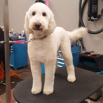 The Sudsy Puppy - Severna Park, MD