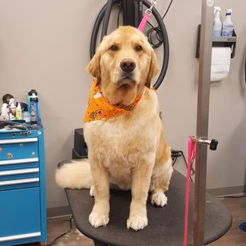 The Sudsy Puppy - Severna Park, MD