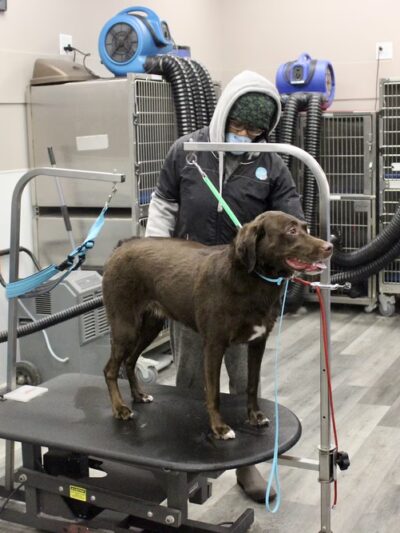 The Sudsy Puppy - Severna Park, MD