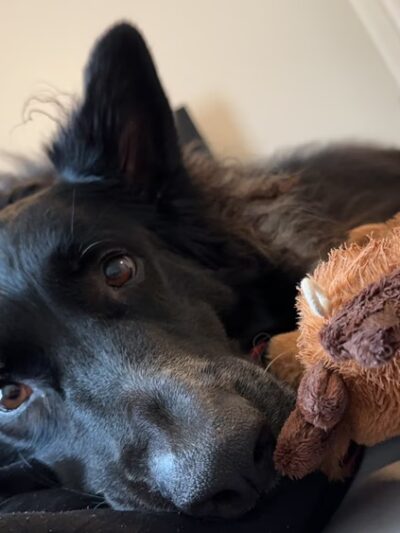 Vetco Total Care Animal Hospital - Severna Park, MD