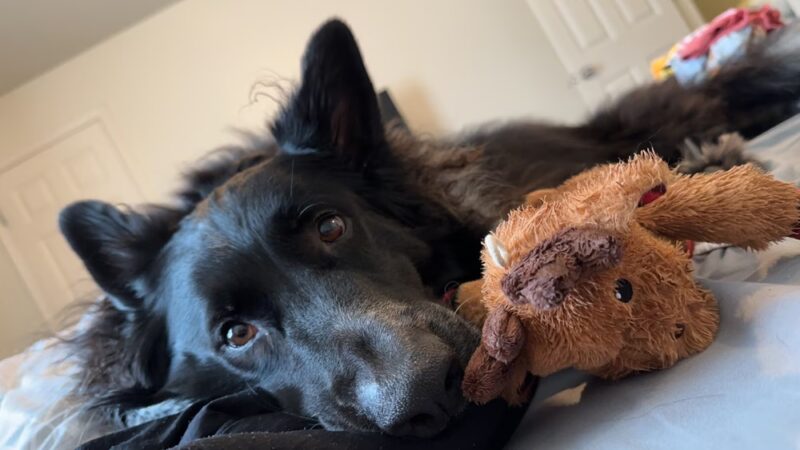 Vetco Total Care Animal Hospital - Severna Park, MD