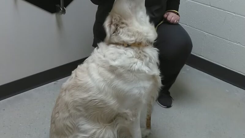 Vetco Total Care Animal Hospital - Severna Park, MD
