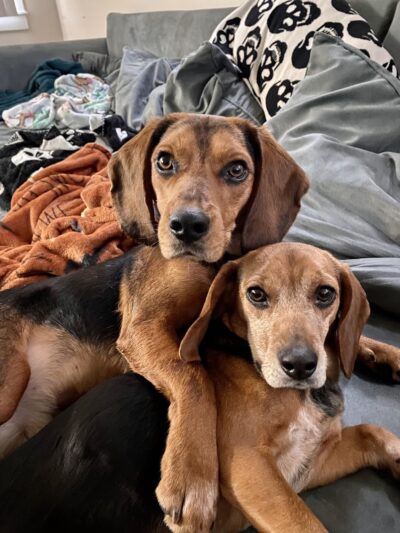 Vetco Total Care Animal Hospital - Severna Park, MD