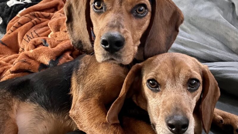 Vetco Total Care Animal Hospital - Severna Park, MD