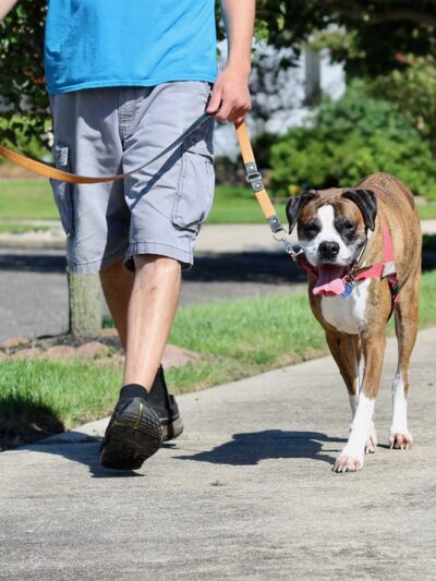 Dogs Gone Walking LLC - Sewell, NJ