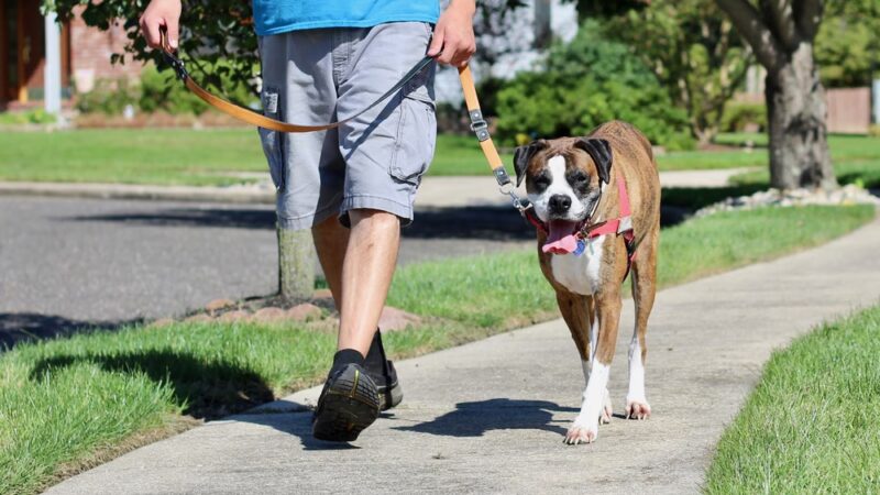 Dogs Gone Walking LLC - Sewell, NJ