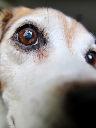 Dogs Gone Walking LLC - Sewell, NJ