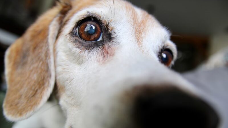 Dogs Gone Walking LLC - Sewell, NJ
