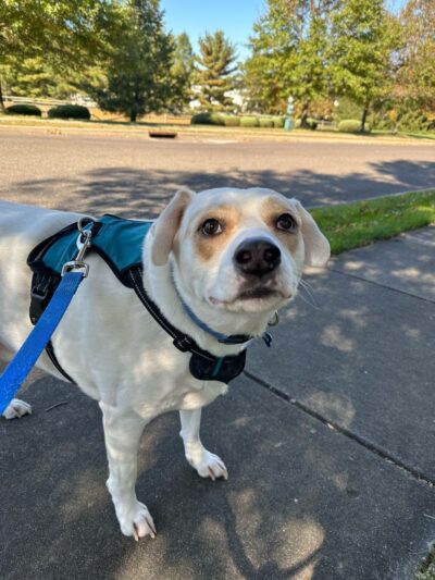 Dogs Gone Walking LLC - Sewell, NJ