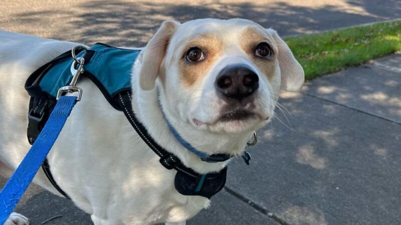 Dogs Gone Walking LLC - Sewell, NJ