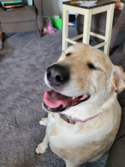 Dogs Gone Walking LLC - Sewell, NJ