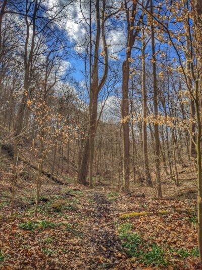 Devil's Hollow Conservation Area - Sewickley, PA