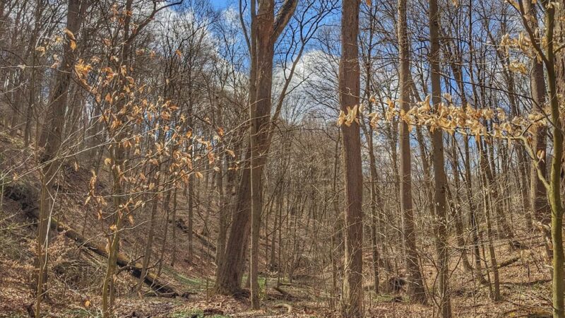 Devil's Hollow Conservation Area - Sewickley, PA