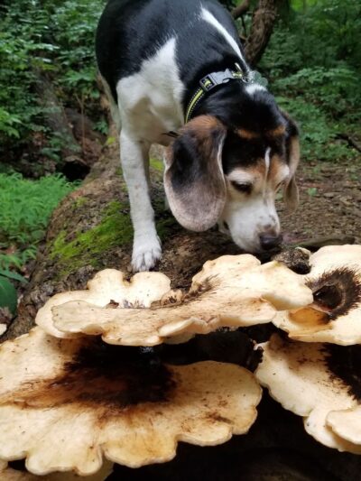 Devil's Hollow Conservation Area - Sewickley, PA