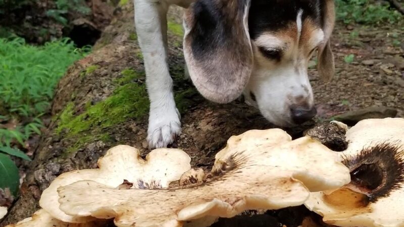 Devil's Hollow Conservation Area - Sewickley, PA