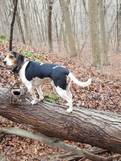 Devil's Hollow Conservation Area - Sewickley, PA