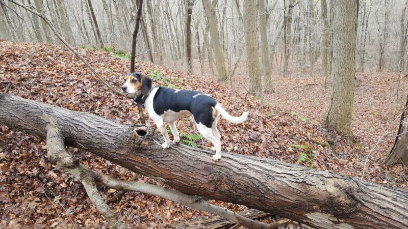 Devil's Hollow Conservation Area - Sewickley, PA
