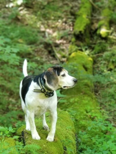 Devil's Hollow Conservation Area - Sewickley, PA