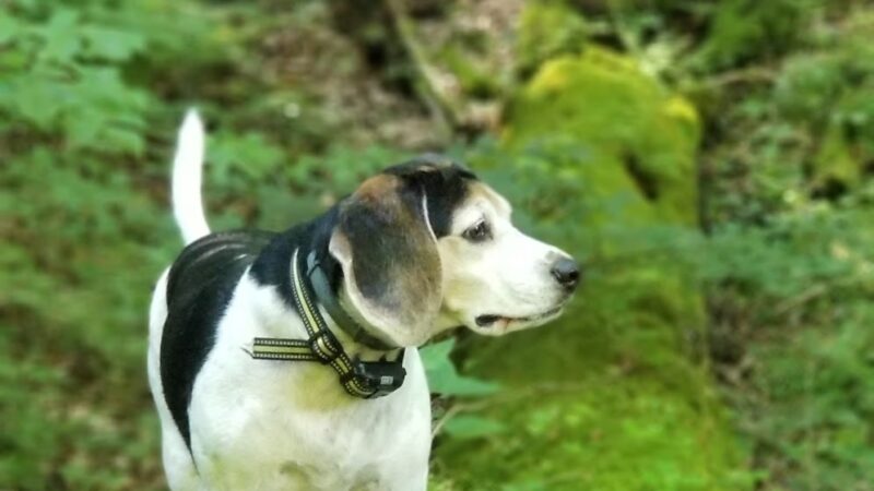 Devil's Hollow Conservation Area - Sewickley, PA