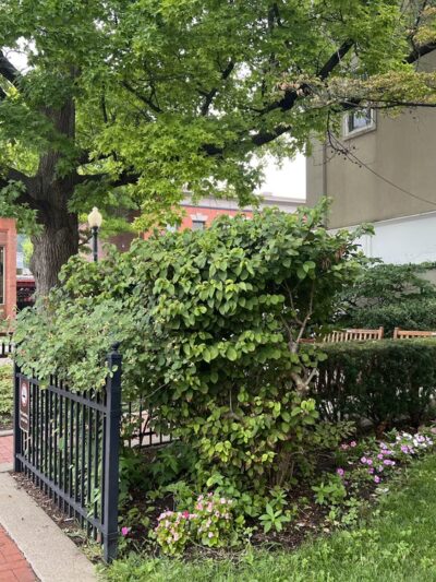 Wolcott Park - Sewickley, PA