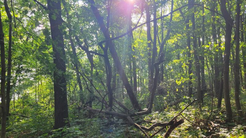 Shabbona Lake State Park - Shabbona, IL