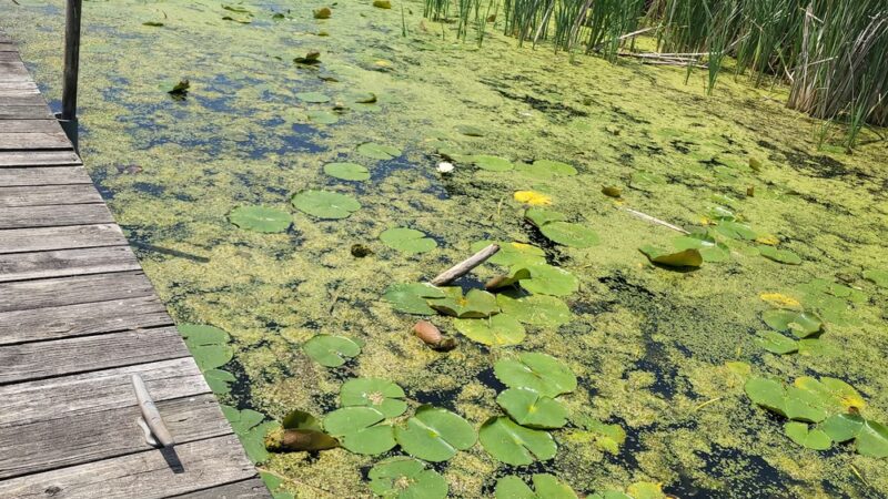 Shabbona Lake State Park - Shabbona, IL