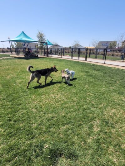 Farm Park - Shafter, CA