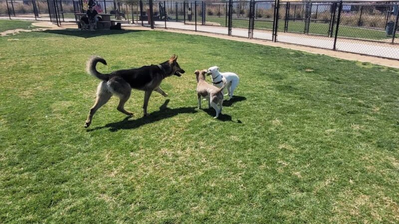 Farm Park - Shafter, CA