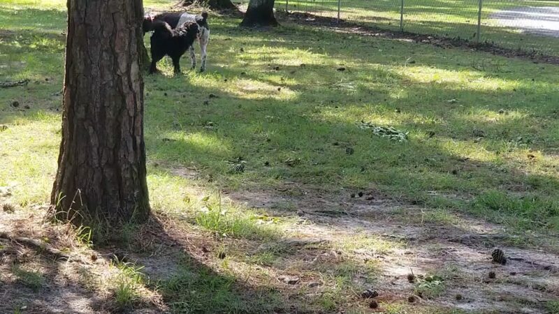 Shallotte Township Park - Shallotte, NC