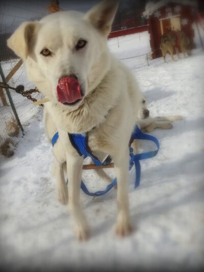 Run By Dogs - Sharon Springs, NY