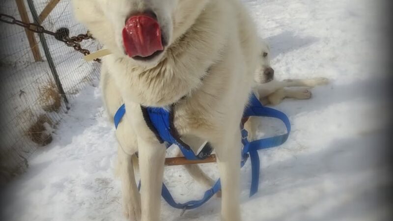 Run By Dogs - Sharon Springs, NY