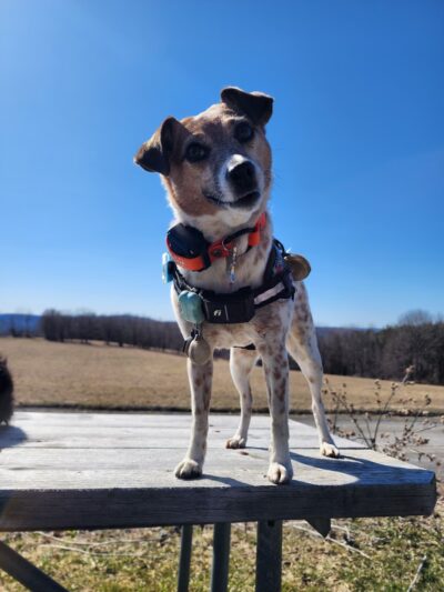 Run By Dogs - Sharon Springs, NY