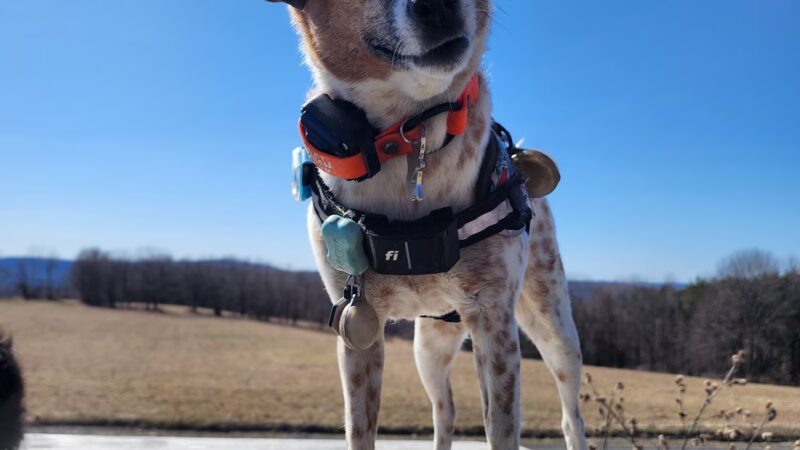 Run By Dogs - Sharon Springs, NY