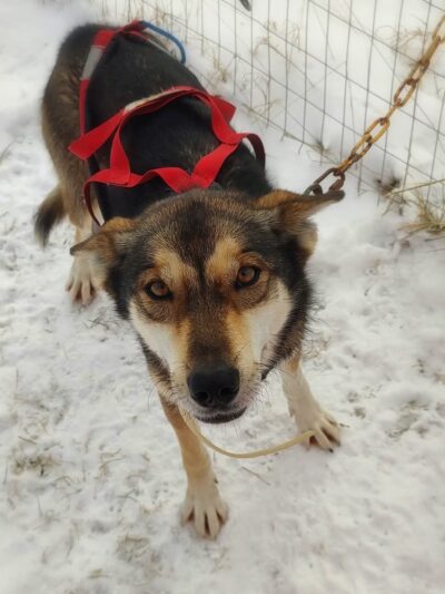 Run By Dogs - Sharon Springs, NY