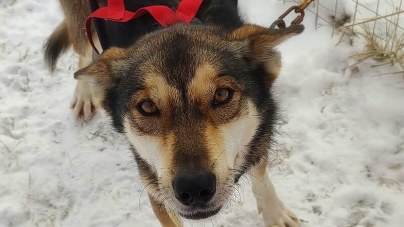 Run By Dogs - Sharon Springs, NY