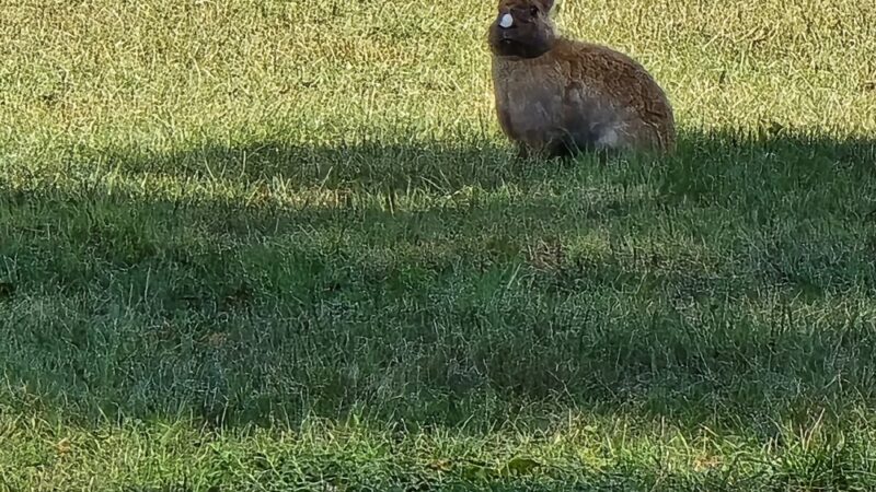 Sharpsville Park - Sharpsville, IN
