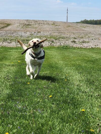 Rabold Parkand Dog Park - Shelby, OH