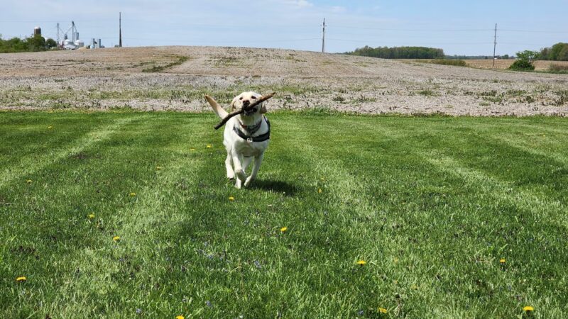 Rabold Parkand Dog Park - Shelby, OH