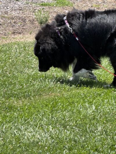 Rabold Parkand Dog Park - Shelby, OH