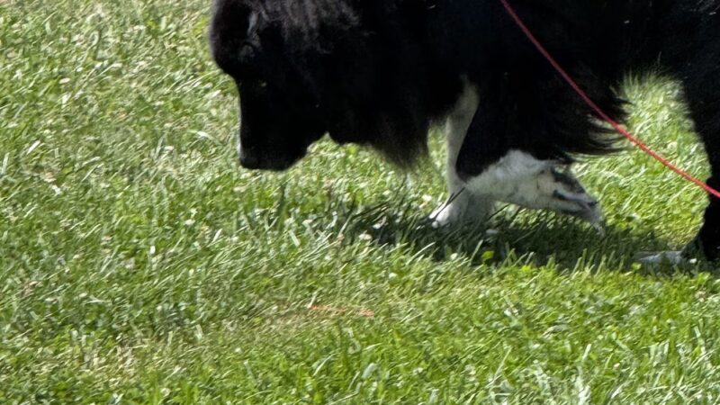 Rabold Parkand Dog Park - Shelby, OH