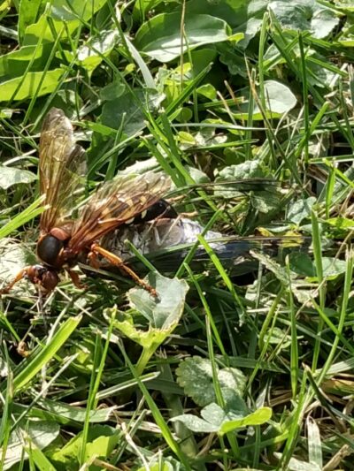 Sheldon Town Park - Sheldon, IL