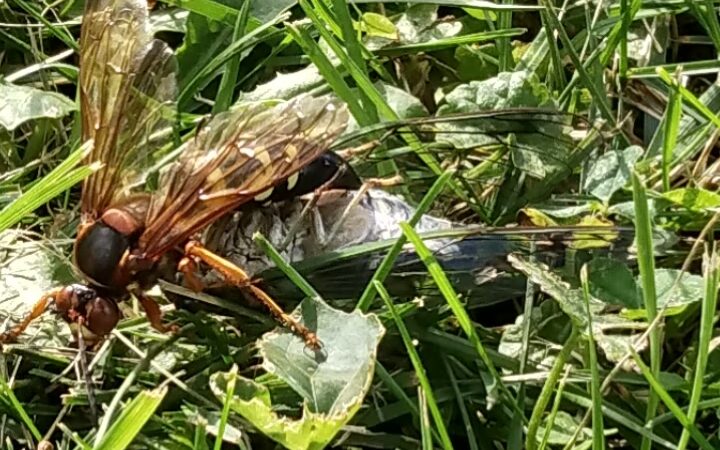Sheldon Town Park - Sheldon, IL