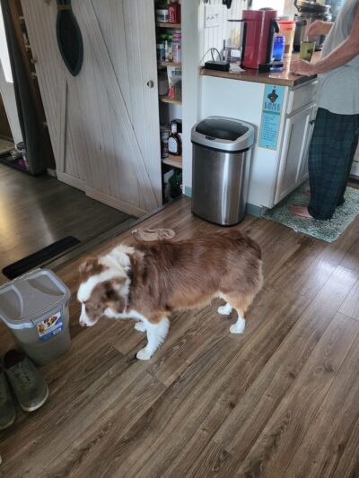 Lakeside Pet Spa - Shell Knob, MO
