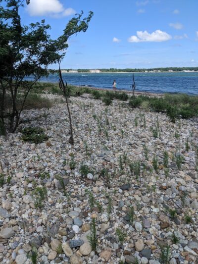 Town Landing Beach - Shelter Island Heights, NY