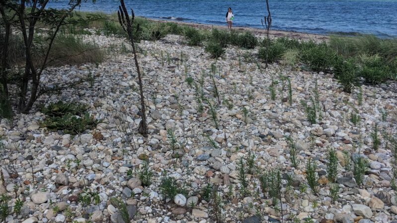 Town Landing Beach - Shelter Island Heights, NY