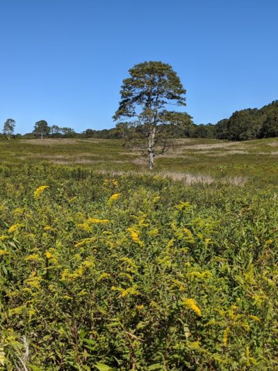 Mashomack Preserve - Shelter Island, NY