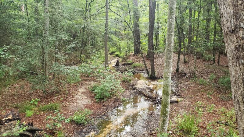 Lone Star Hiking Trail - Trailhead #12 - Shepherd, TX