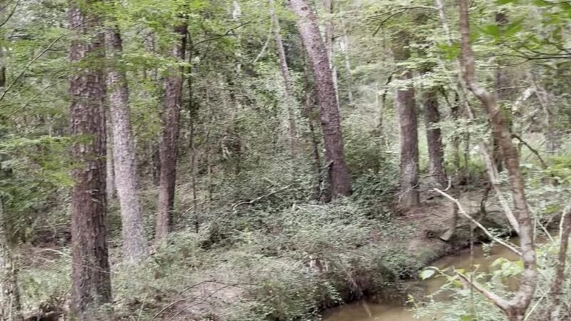 Lone Star Hiking Trail - Trailhead #12 - Shepherd, TX